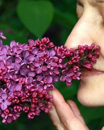 lilac